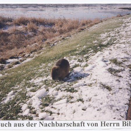 Hotel Elbterrassen Zu Brambach Dessau-Rosslau Exteriér fotografie