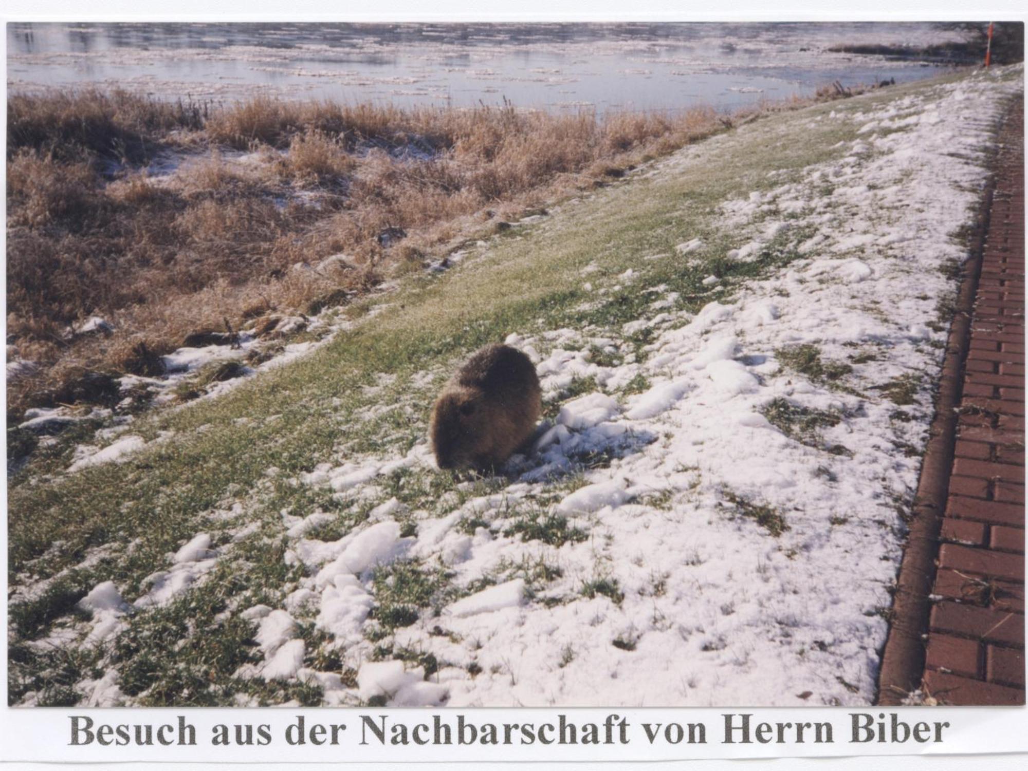 Hotel Elbterrassen Zu Brambach Dessau-Rosslau Exteriér fotografie